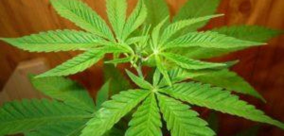 cbd-cannabis-plant-300×225