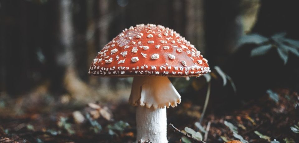 Nature’s Nutritional Powerhouses: Evaluating the Efficacy of Mushroom Gummies on Health